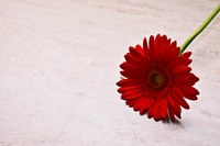 Margarita gerbera roja vibrante sobre un fondo claro