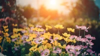 Sunlit Garden of Vibrant Blossoms