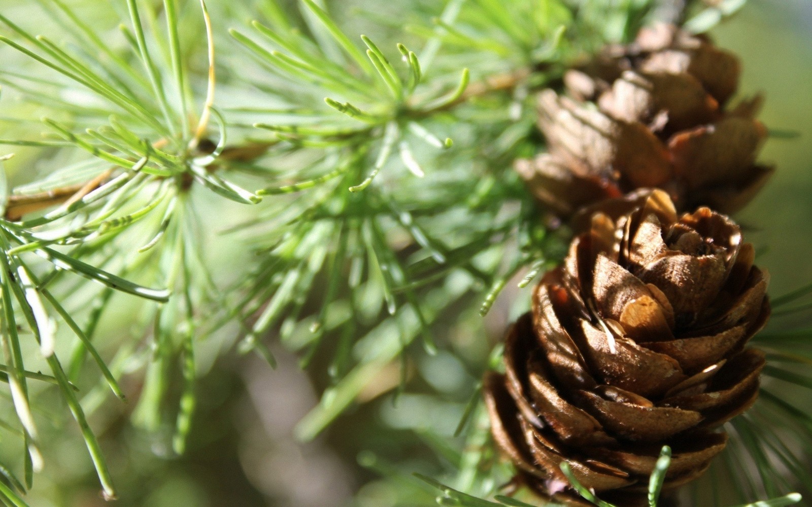 Há um pinho em um galho de árvore com um fundo borrado (cone de conífera, abeto, pinheiro, rama, planta)