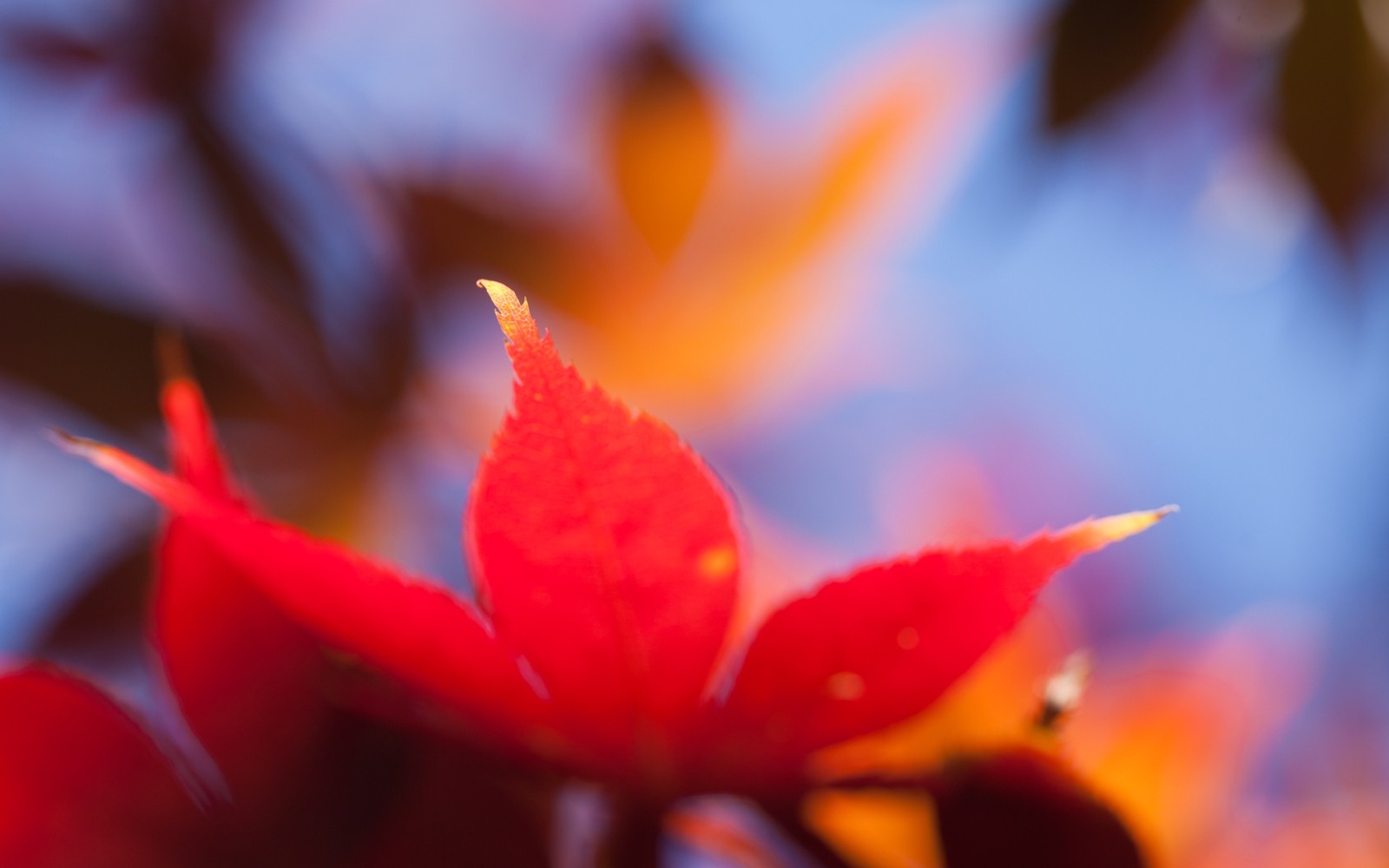 There is a red leaf that is on a tree branch (red, petal, orange, plant, maple)