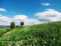 Lush grassland under a bright sky, featuring rolling hills and scattered trees, showcasing the beauty of a natural ecosystem.