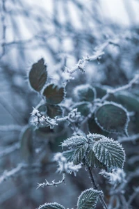 Folhas e galhos cobertos de geada em uma paisagem de inverno