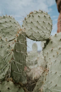 cactus, succulent plant, terrestrial plant, plant, prickly pear