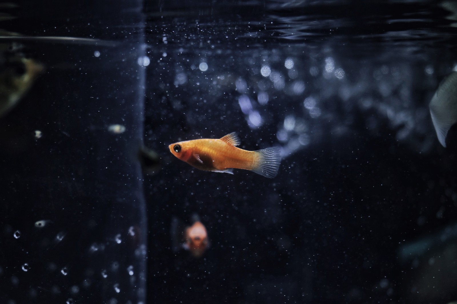 goldfish, fish, aquarium, water, feeder fish wallpaper