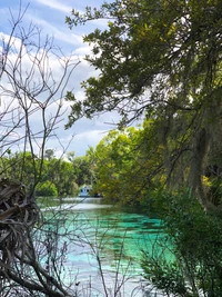 Paisaje de humedal sereno con vegetación exuberante y curso de agua tranquilo