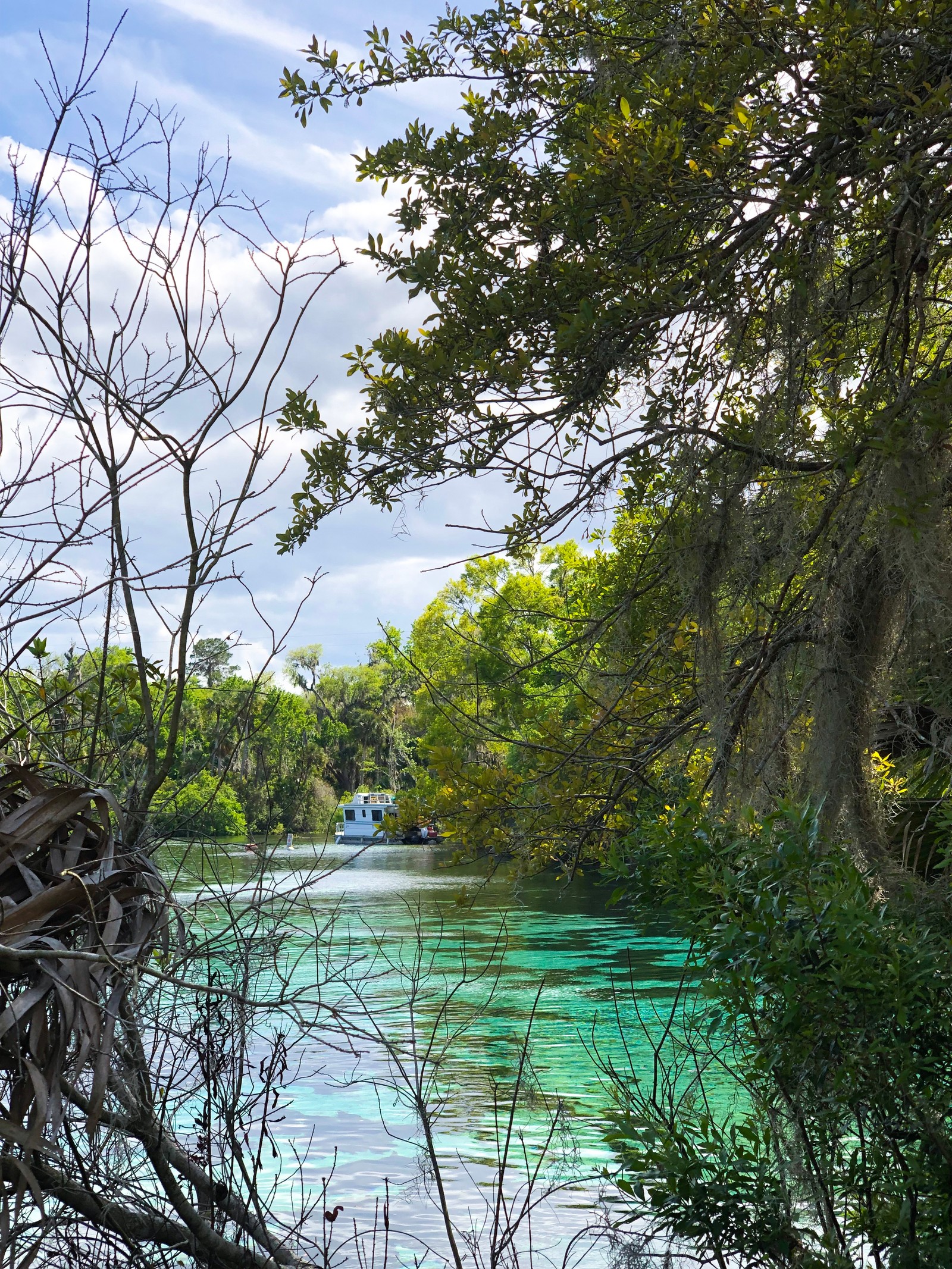 Il y a un bateau flottant dans l'eau près d'un arbre (eau, nature, végétation, branche, paysage naturel)