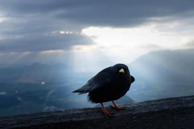 Oiseau perché contre un ciel nuageux dramatique