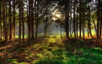 bosque, árbol, naturaleza, vegetación, bosque templado de coníferas