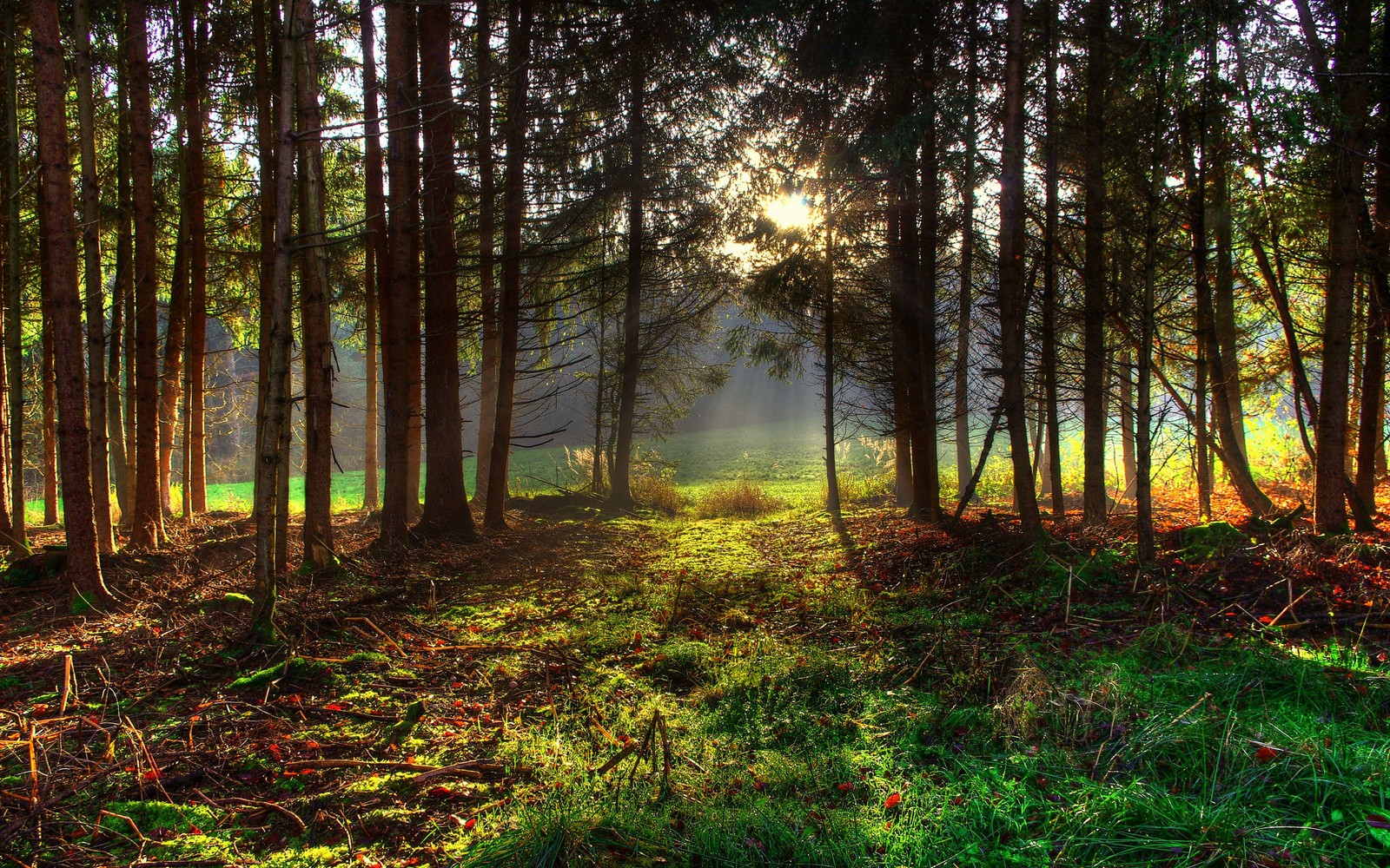 forest, tree, nature, woodland, vegetation Download Wallpaper