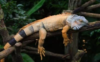 iguane, iguana, animal terrestre, reptile, iguania