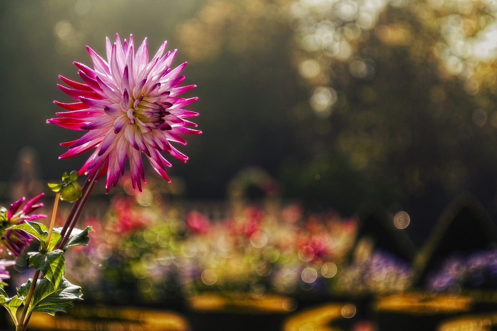 flower, bokeh, nature, pink, plant wallpaper