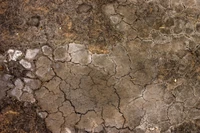 Cracked soil texture with earthy tones and natural patterns.