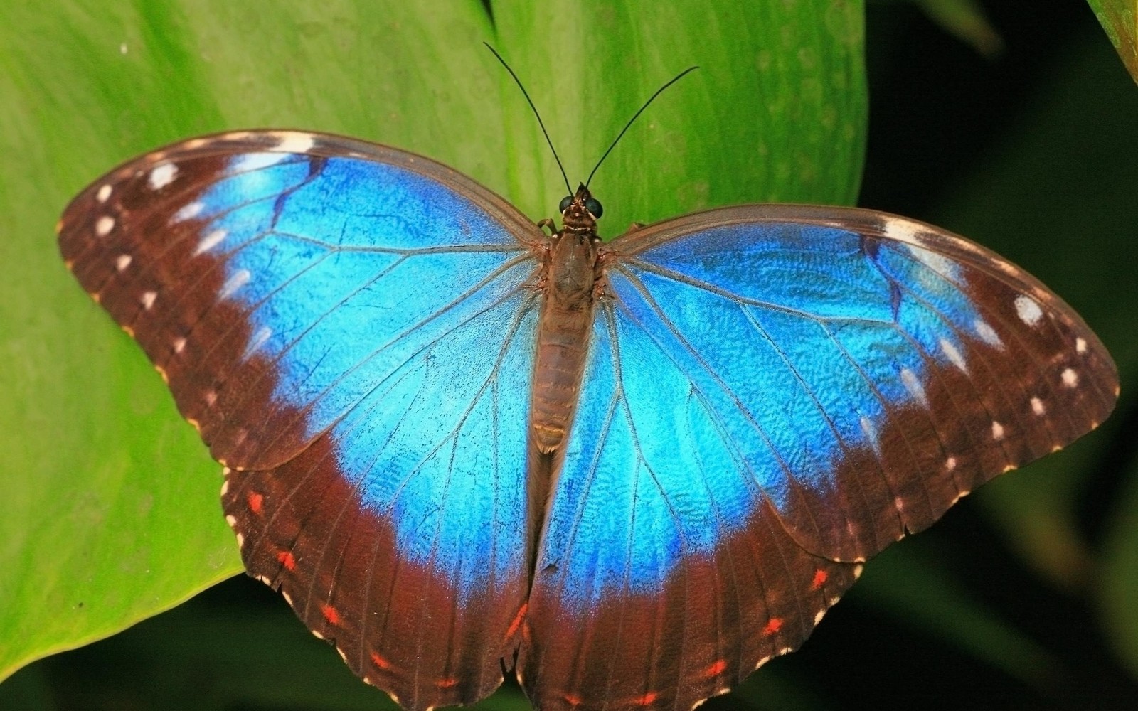 Nahaufnahme eines blauen schmetterlings auf einem blatt mit schwarzem hintergrund (insekt, motten und schmetterlinge, schmetterling, blau, bestäuber)