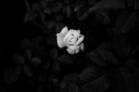 Monochrome Elegance: Close-Up of a White Rose Among Dark Foliage