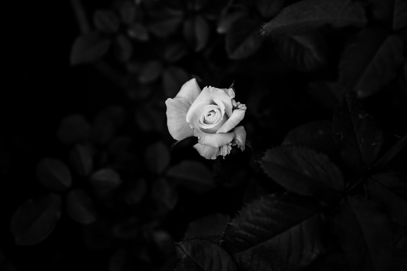 white, black, flower, monochrome, garden roses wallpaper