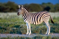 Zebra pastando em um ecossistema de gramado