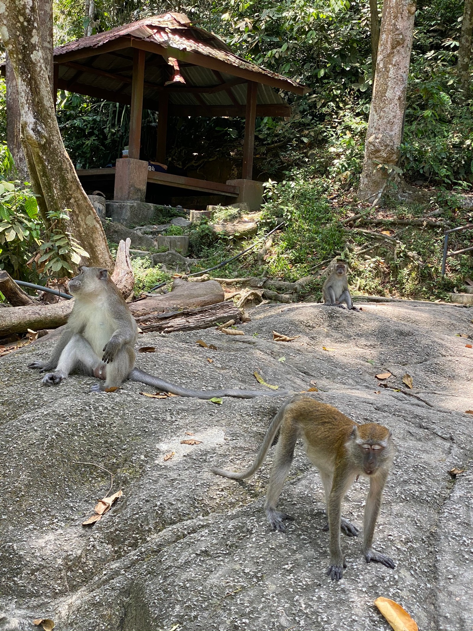 Hay dos monos sentados en una roca en el bosque (madera, animal terrestre, reserva natural, cervato, vida silvestre)