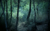 forest, nature, woodland, tree, green wallpaper