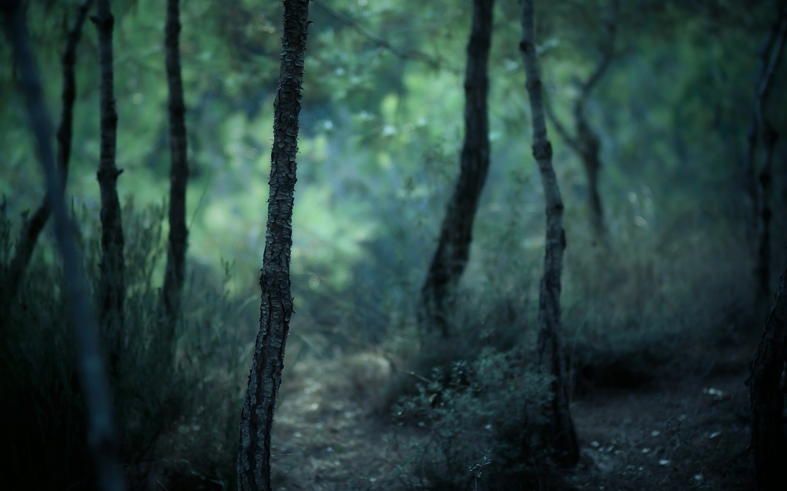 There is a picture of a forest with a path in it (forest, nature, woodland, tree, green)