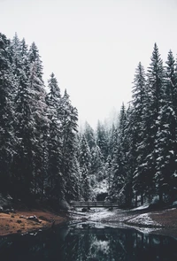 Floresta de coníferas coberta de neve na selva de inverno