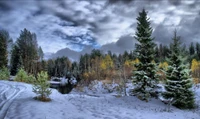 snow, winter, tree, nature, wilderness