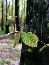 Lush green leaves sprouting from a delicate twig against the backdrop of a sunlit forest.