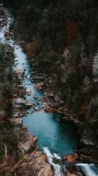 Безмятежный прибрежный ландшафт с лазурным водотоком и окружающими деревьями