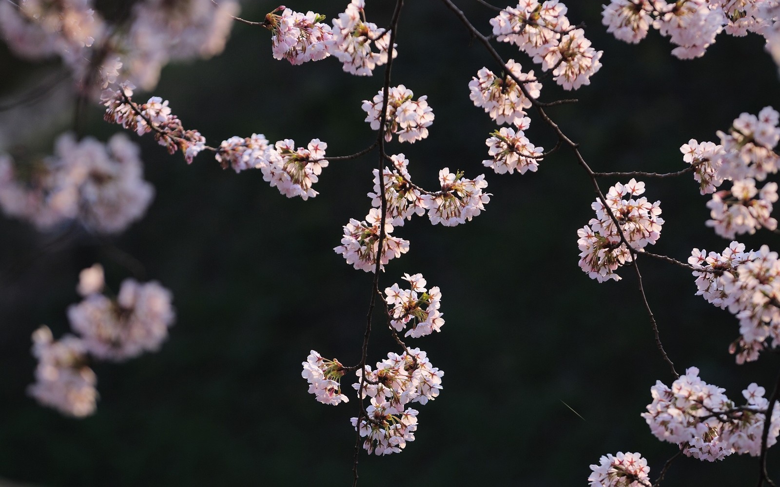 Un oiseau perché sur une branche d'un cerisier (floraison, printemps, plante, fleur de cerisier, branche)