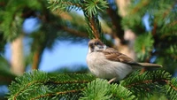 bird, beak, sparrow, tree, house sparrow wallpaper