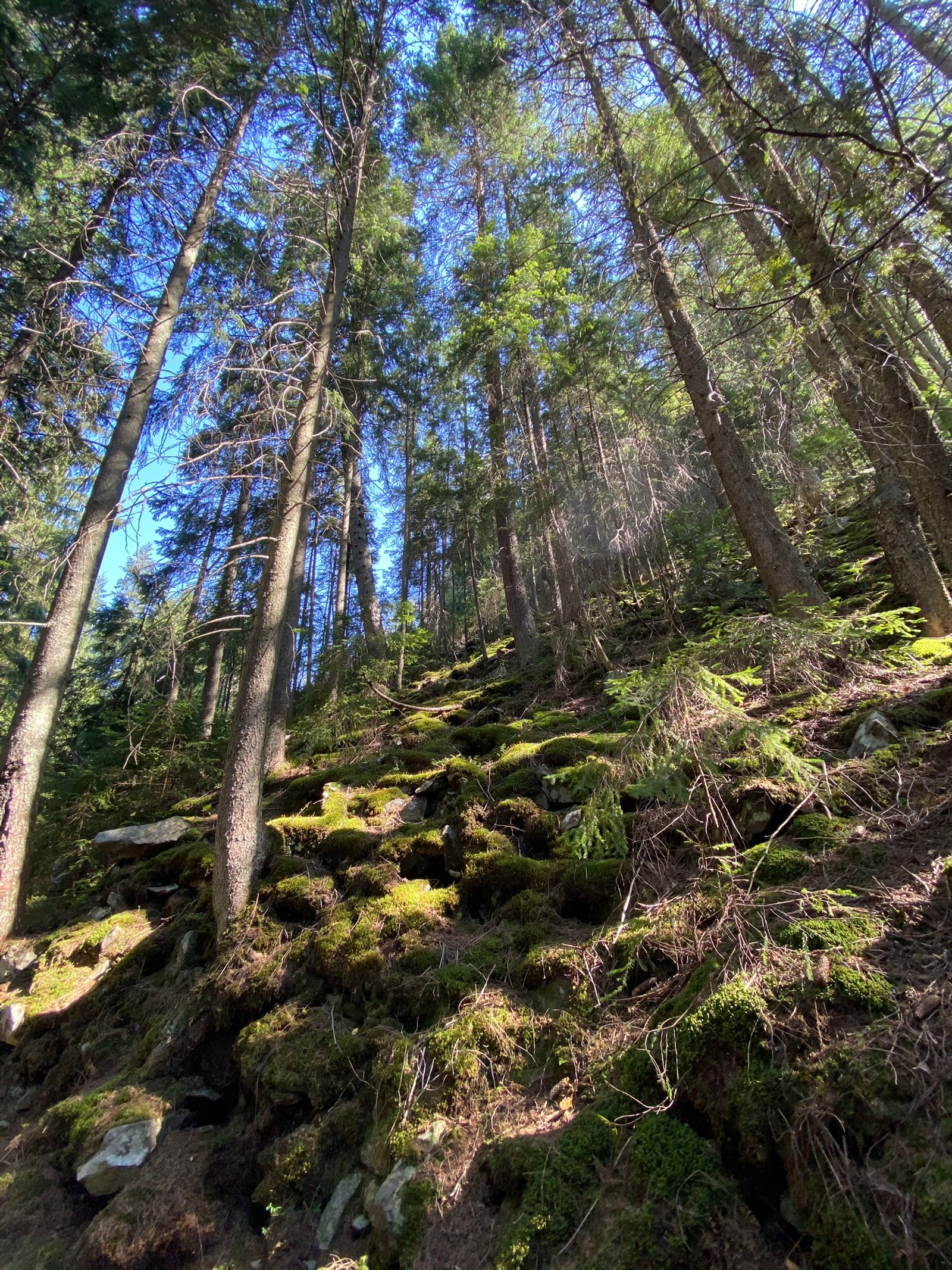 Vue d'une forêt avec beaucoup d'arbres et de la mousse au sol (réserve naturelle, végétation, nature, environnement naturel, paysage naturel)