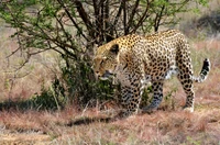 guépard, jaguar, grand félin, animal terrestre, faune