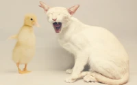 Adorable Kitten and Playful Duckling Share a Moment