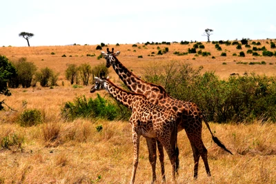 Jirafas pastando en la sabana del Parque Nacional Tarangire