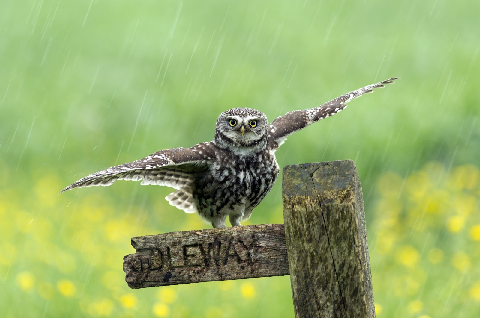 Un petit hibou se tient sur un poteau en bois sous la pluie (petite chouette, oiseau, bec, herbe, prairie)