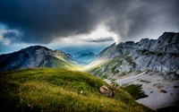 Uma cena serena de montanha alta nos Alpes suíços com uma cabra solitária descansando sobre a grama verde exuberante, cercada por encostas montanhosas dramáticas e nuvens sombrias.