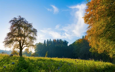 tree, landscape, nature, leaf, meadow