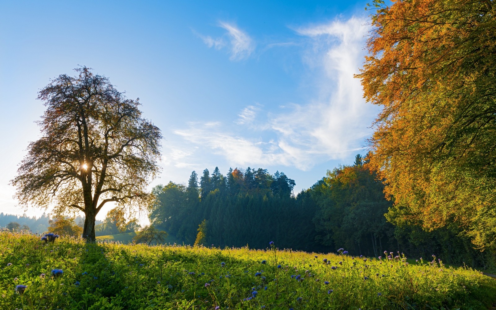 Uma árvore solitária se destaca em um campo de grama e flores (árvore, paisagem, natureza, folha, prado)