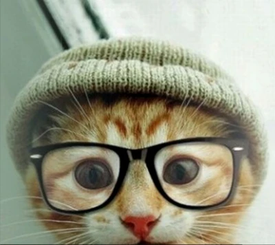 cat, cute cat, hipster, kitty cat