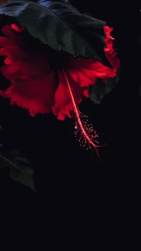 génial, noir, fleur, nature, rouge