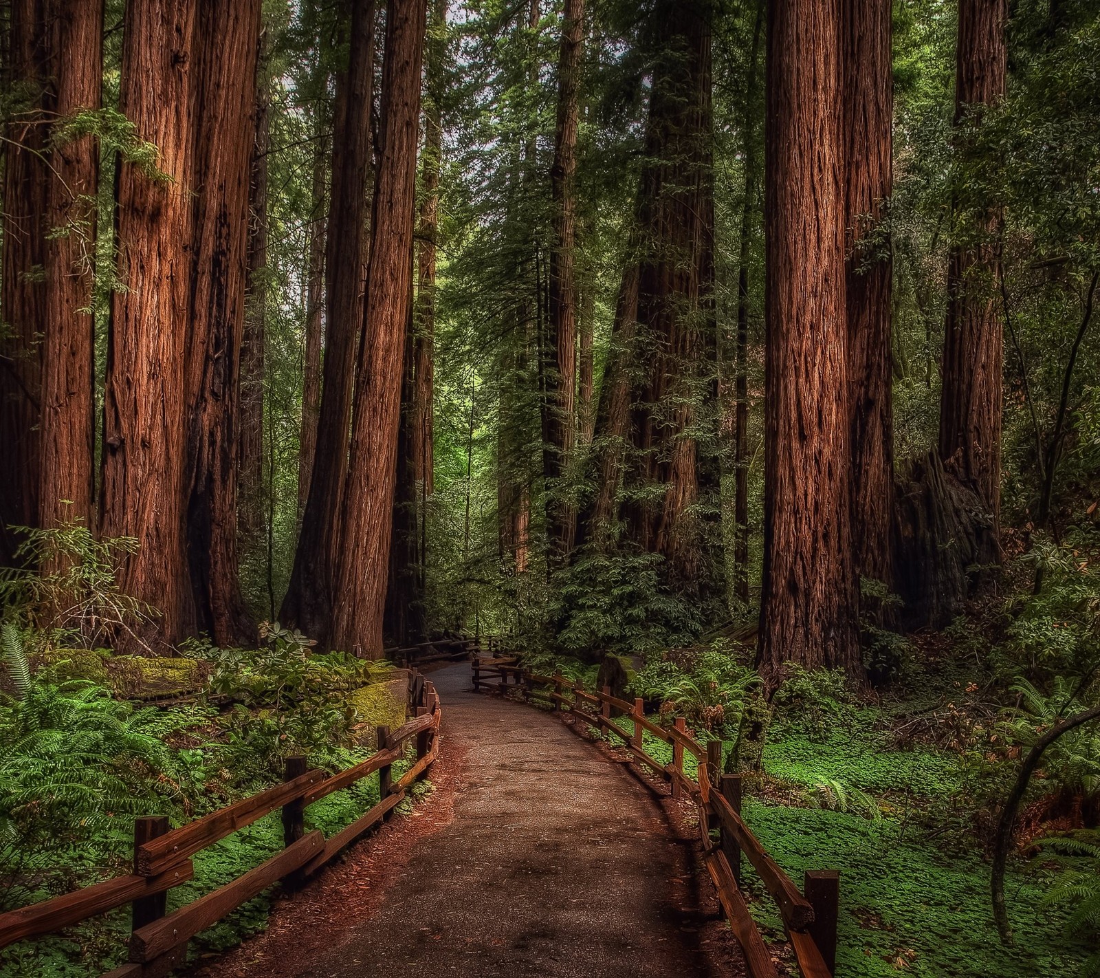 A view of a path through a forest with a bench (landscape, nature)