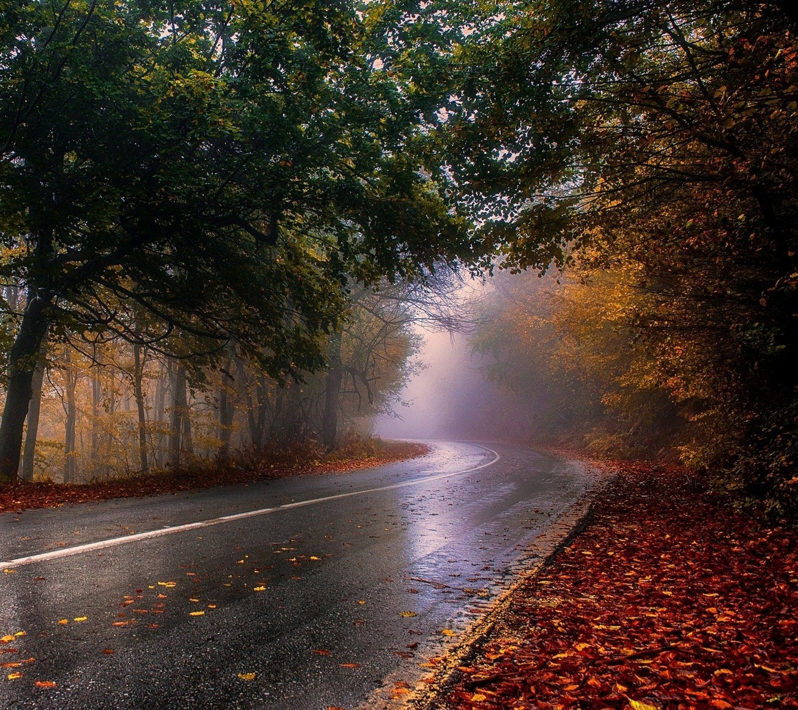 autumn, day, rainy, road Download Wallpaper