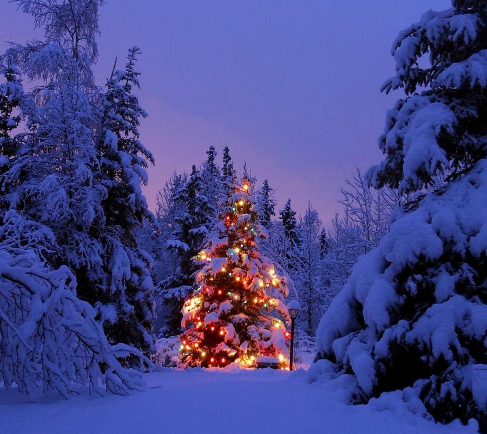 Uma árvore de natal árabe no meio de uma floresta nevando (natal, luzes, neve, árvore, inverno)