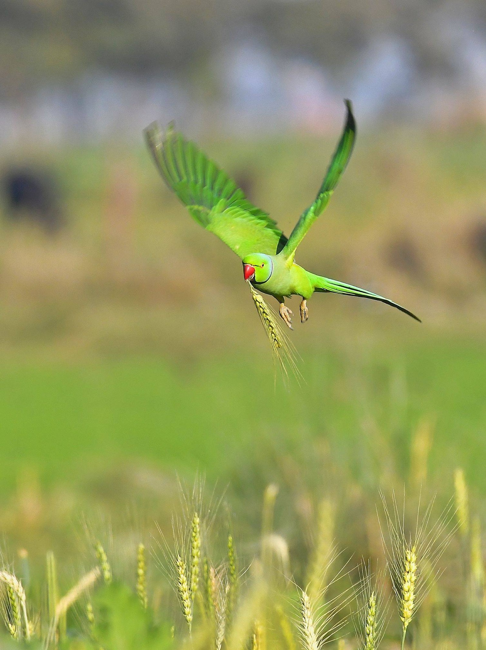 Um pássaro verde voando sobre um campo de trigo (pássaro, aves, papagaio)