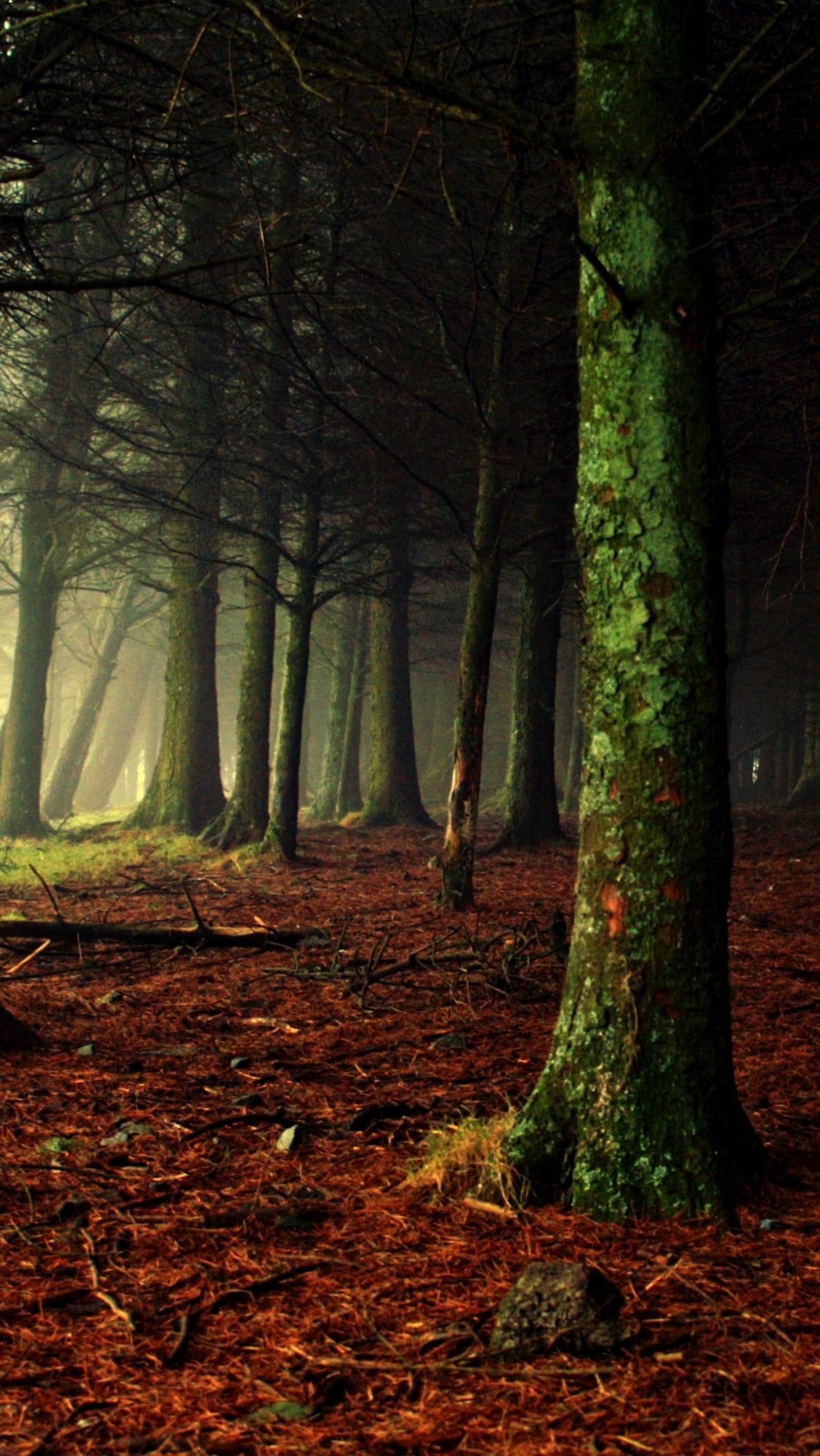 Árboles en un bosque con un cielo nublado y el sol brillando a través de los árboles (oscuro, niebla, bosque, árboles)