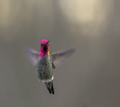 Colibrí vibrante en pleno vuelo