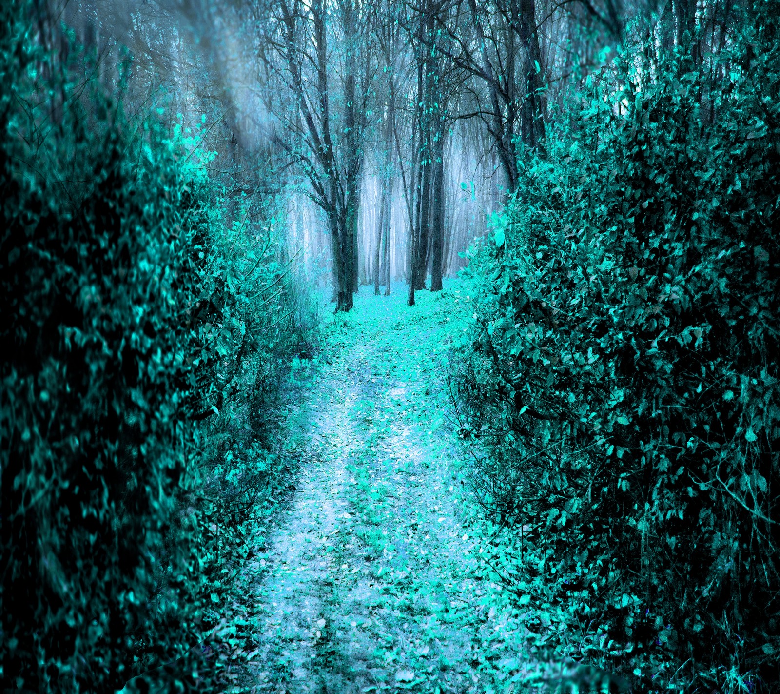 Arafed path in a forest with green leaves and trees (blue, forest, path, tree)