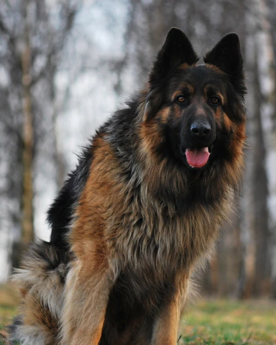 animal, cachorro, animais de estimação