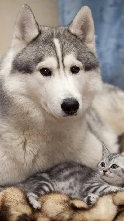 A playful kitten nestled beside a gentle husky, showcasing their adorable bond.