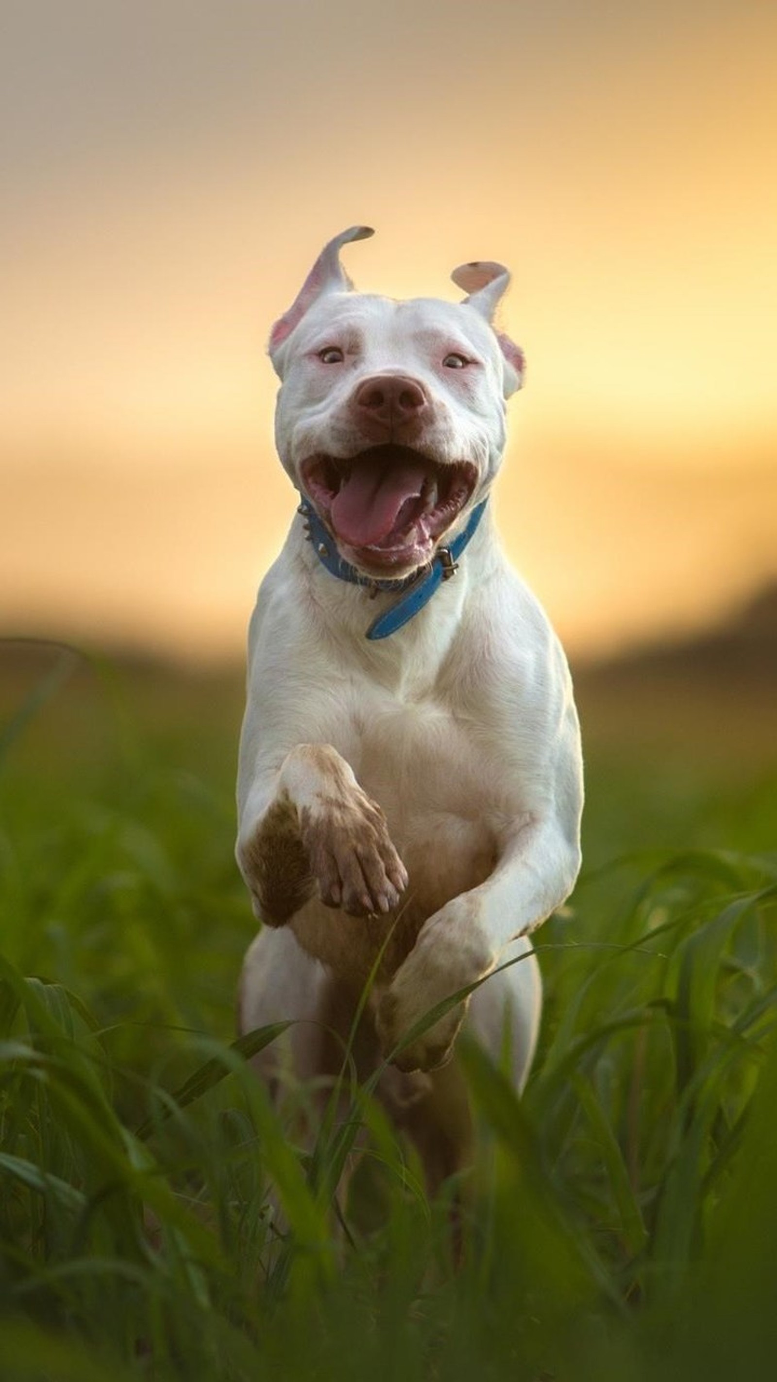 Um cachorro branco correndo por um campo de grama (cachorro, pitbull)