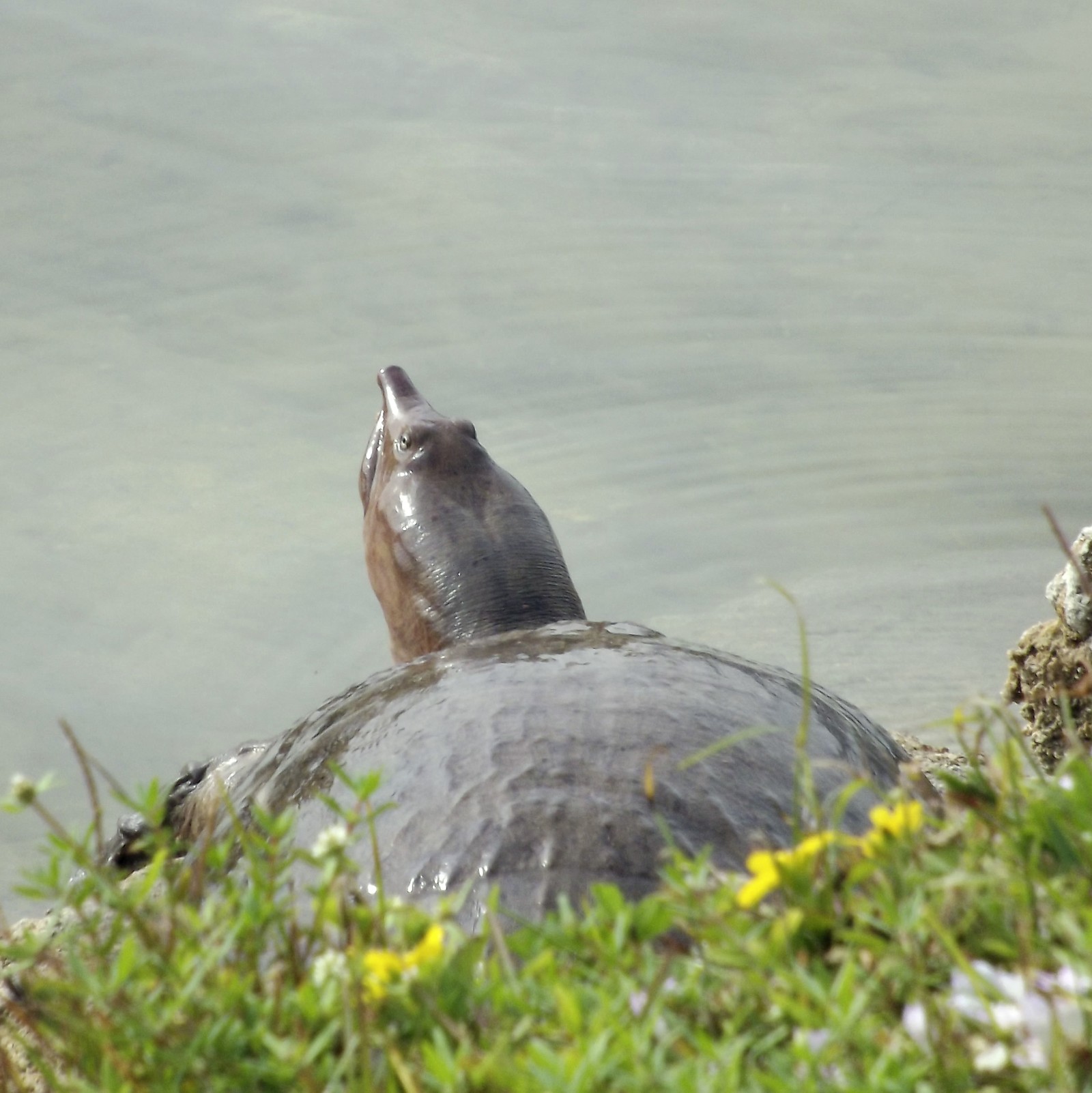 There is a seal that is sitting on the ground by the water (nature, reptile, turtle)